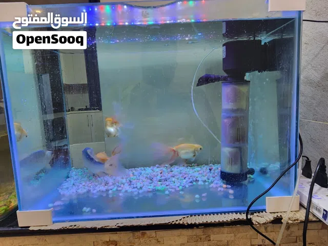 حوض اسماك مع 4 سمكات مع كامل ملحقاته