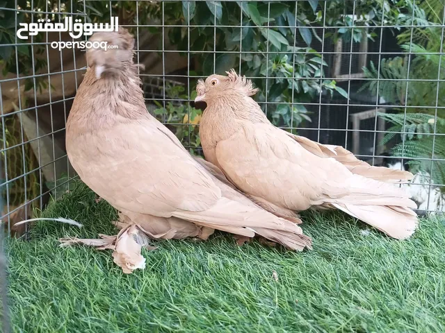 مطلوب طيره رواعب نثيه