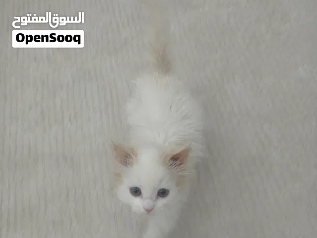 قطه شيرازي للبيع عمر شهرين