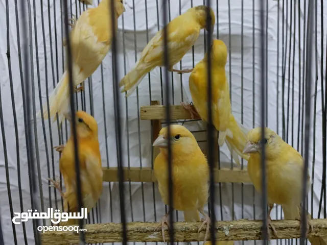 متاح مخليف كنار جزري ابيض اقرا الواصف
