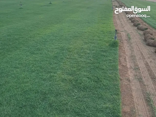 عشب طبيعي امريكي جوده عاليه