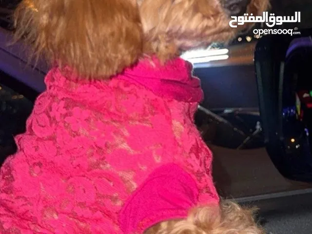 توي بودل بيور