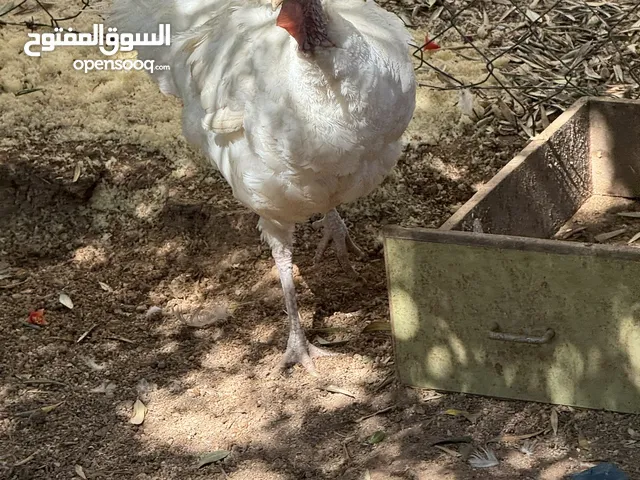 مجموعه طيور للبيع