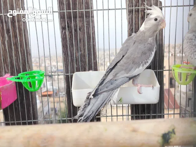 حبتين كوكتيل عمر خمس شهور للبيع دون قفص السعر منهي