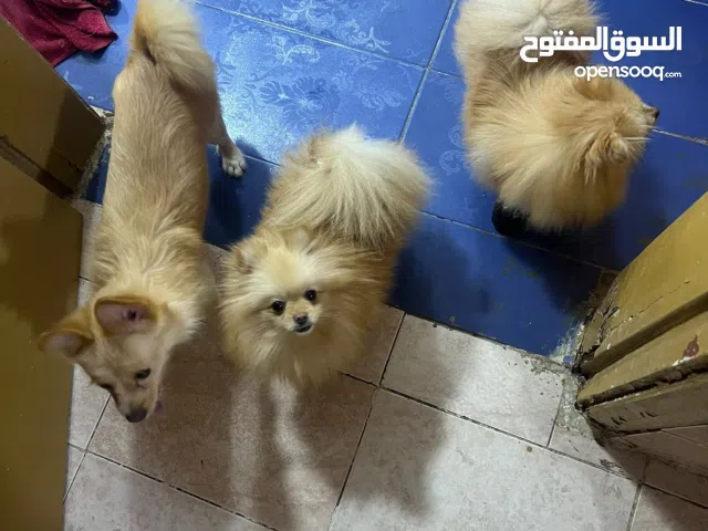 She is pomeranian Dog and Bichon frise Dog and chihuahua Dog and pet dog