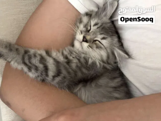 قطوه للبيع التفاصيل بالوصف