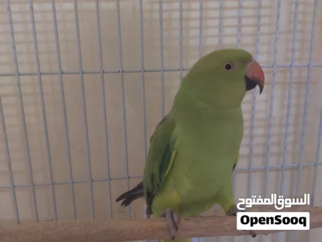 ببغاء دره . شاهد الوصف مهم