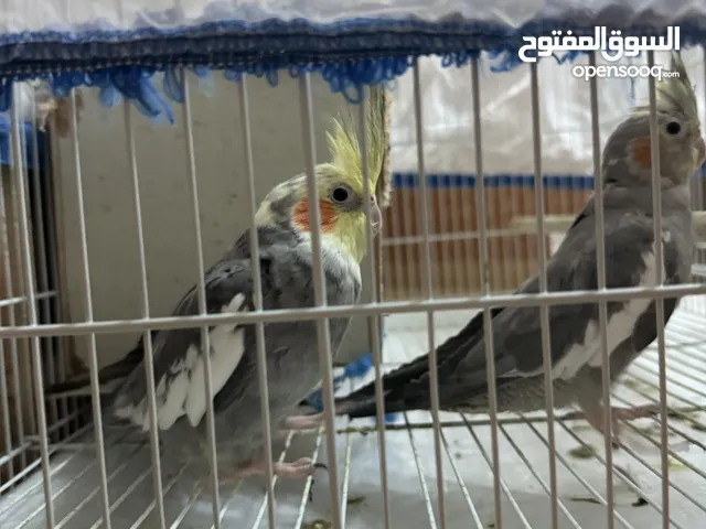 Holland cockatiles 2 birds 40 Kd with free delivery with cage and closing cloth