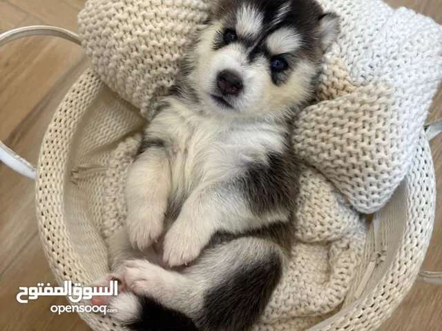 Baby husky’s 20 days old Pure healthy