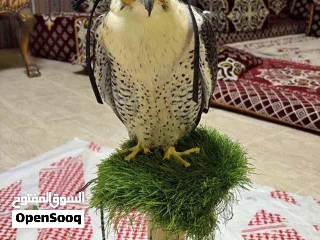 طير قرناس رابع للبيع خالي من أي عذروب صايد السلم والبط والصلال والحريش