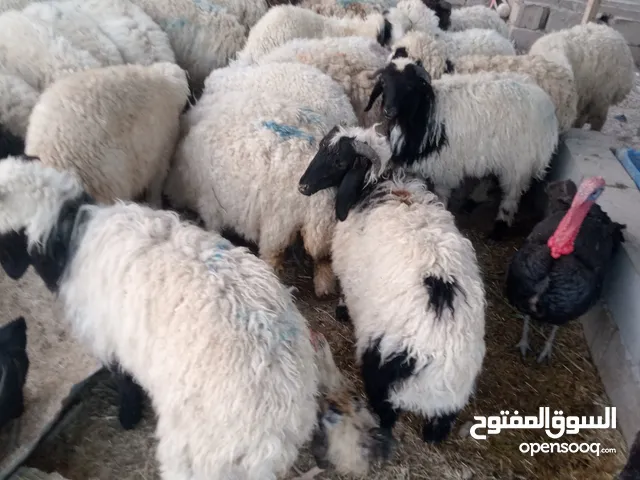 طليان البيع العدد 28 واحد بيهن 10 نثايه 18 فحل حلال نضيف وسمين معلوف برأسه خشن كلش ومفول لحم