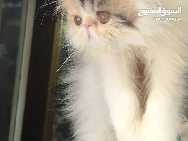 انثي فإن كاليكو شهرين ونص