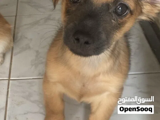 Chihuahua puppy looking for forever home