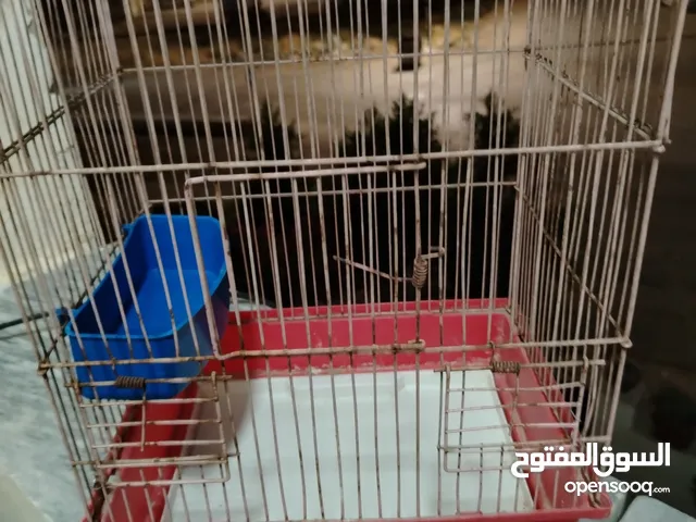 قفص عصافير للبيع بسعر مغري