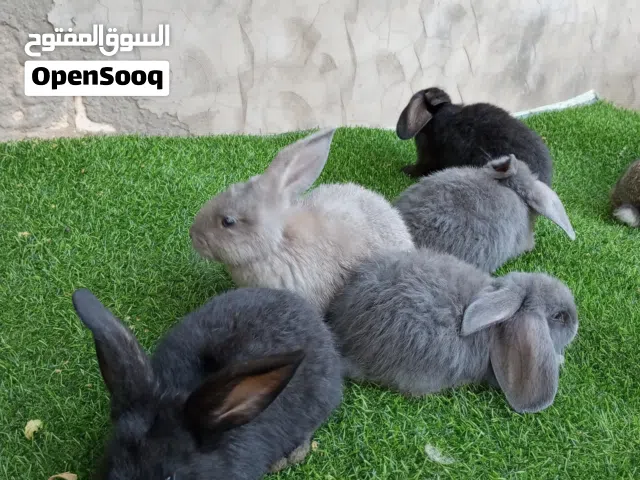 انتاج الاب 3/4 جامبو و الام بابيون