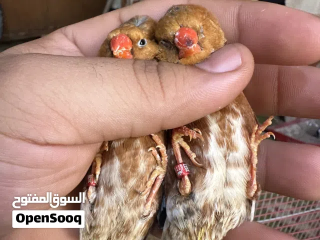 فناجس فول اورنج