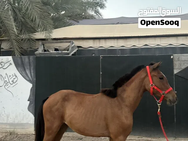 مهره عربية اصيلة للبيع