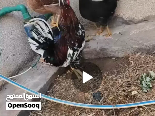 سلام عليكم متاح دجاجتين وديج افرك كويتي