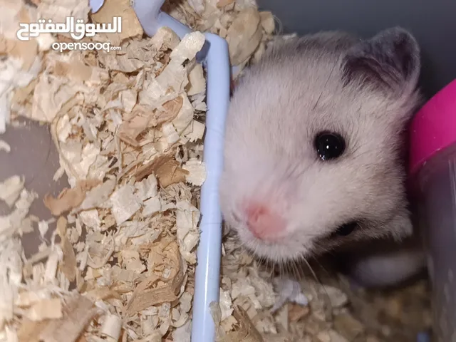hamster هامستر