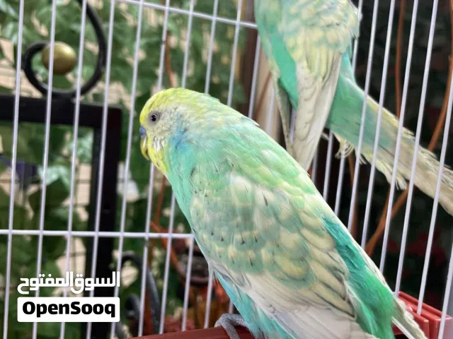 عصافير حب طيور البادجي صحة ونظافة واية من الجمال