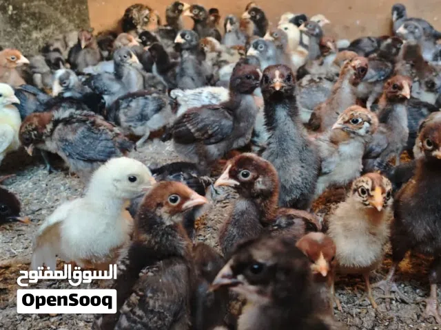 صيصان بلدي