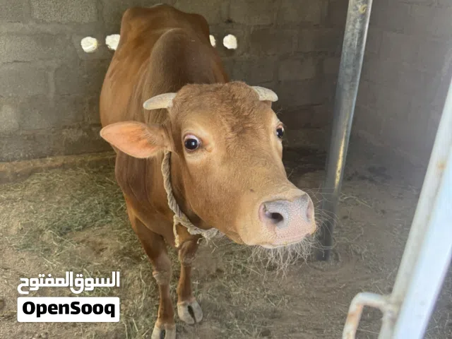 الثور محلي عمره 3 سنوات وثمانية اشهر مطعوم طعام قت وتمر وحرية فقط