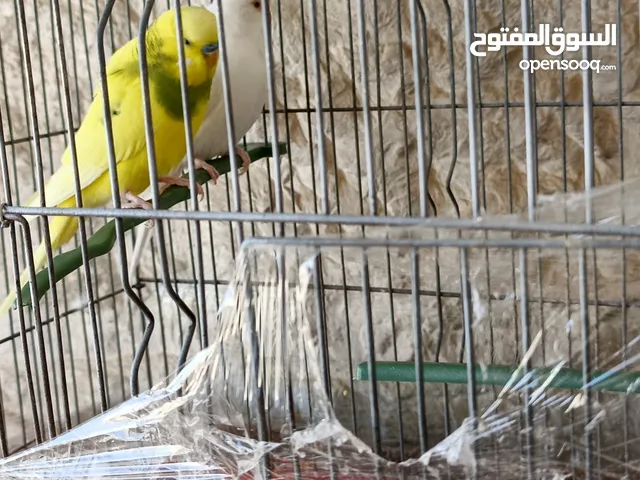 عصافير حب للبيع مع القفص