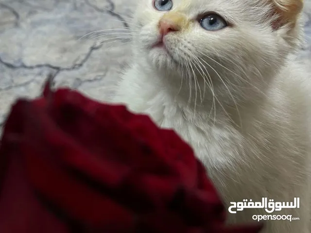 قطط للبيع سكوتش ابيض ذكر وهملايا رمادي انثى وشيرازي عسلي ذكر وهملايا سنه ونص انثى شعر كثيف ونضيفات