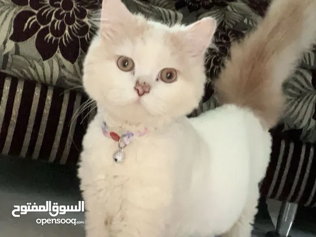 Persian cat Cat breed شيرازي  Age 6 months