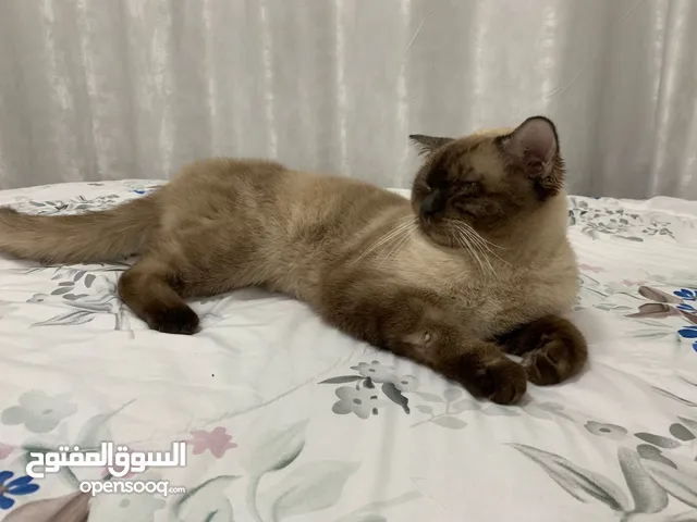 Siamese cat for adoption