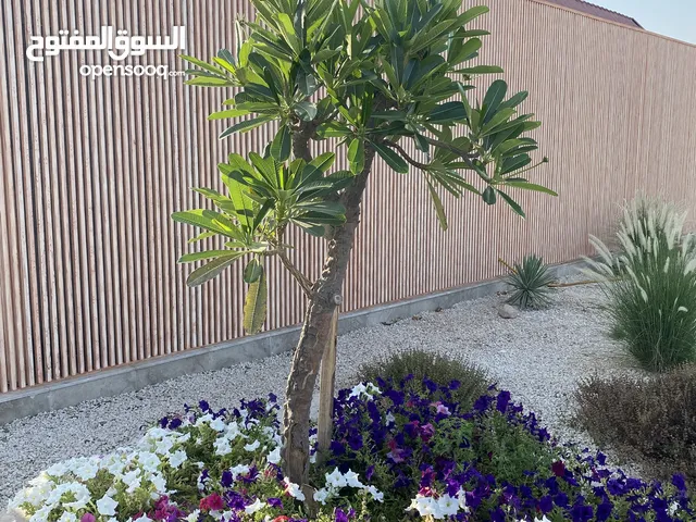شركة قائمة وناجحه معروضه للشراكة ( تخارج أحد الشركاء)