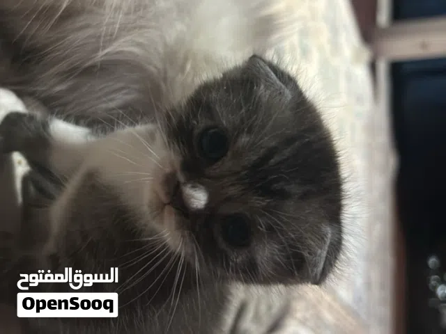 قطط سكوتش فولد