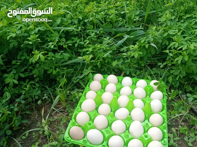للبيع بيض بلدي ( دجاج عربي )