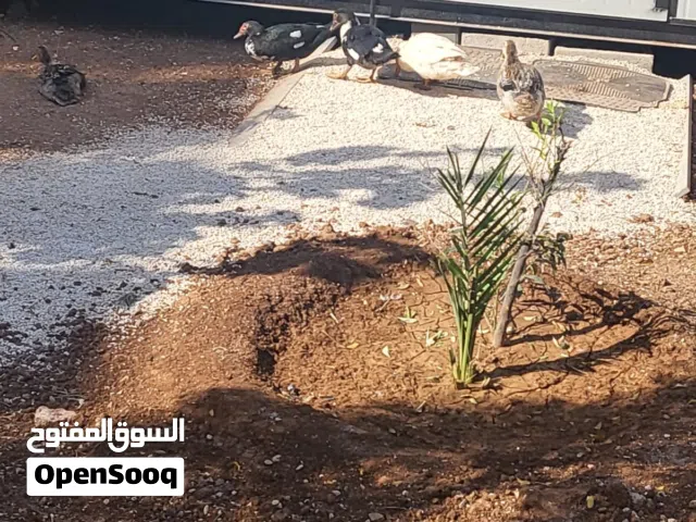 بط للبيع او البدل على جاج العدد 6بطات