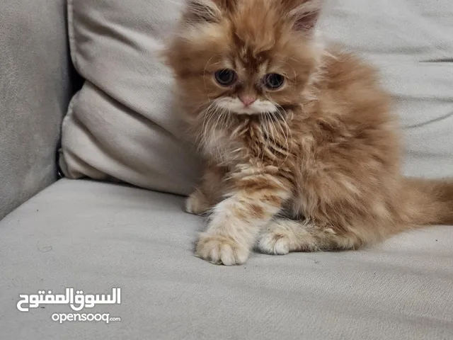 chat persan mâle âge 2 mois