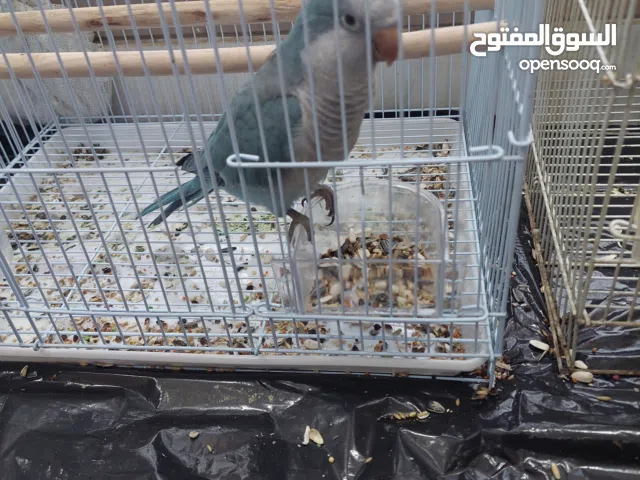 اكويكر و كنيور للبيع و اليفين لا يعضو ولا شي يرجعو لي