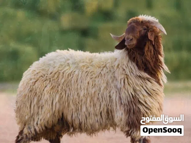 جزارين لحامين متنقل للذبح المنزلي حتى باب