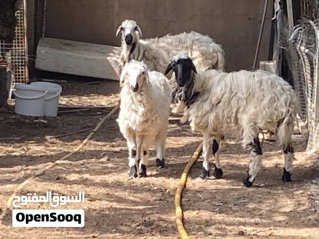 كبش وجعد 2