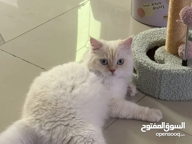 قطة هملايا اورنج