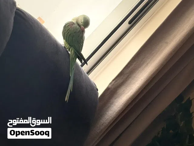 Nepali male parrot for sale 4 months old