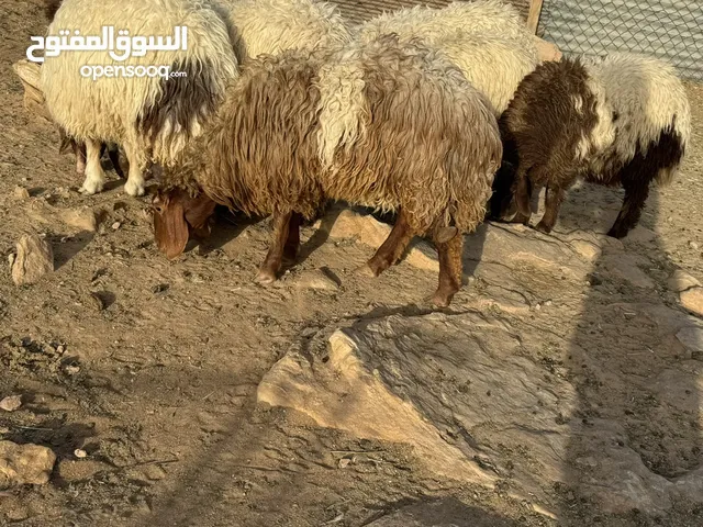 ضحايا نعيم رخال