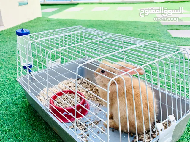 Rabbits looking for a new home, with Cage Big & Small with food