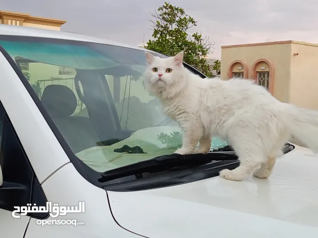 هذه القطة ضائعة من منطقة الصويرة من يجدها يرجى التواصل على