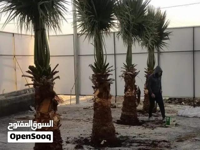 نخيل واشنطونيا ونخيل زينه