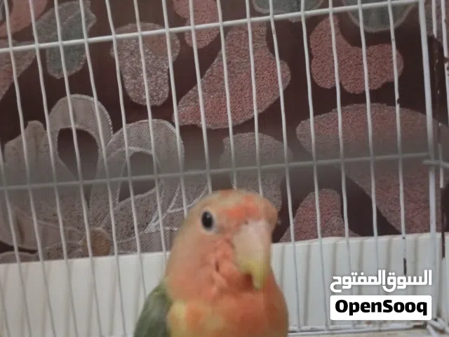 السلام عليكم بركديلو مروض ترويض تام اقرا الوصف