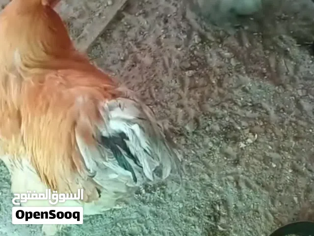 للبيع دجاج براهما
