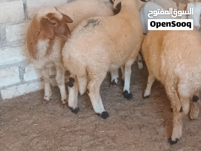 3 فطايم عز ماتكسب الله يبارك  فطايم عود وقفا ماشاء الله
