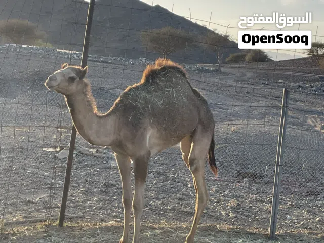 للبيع بكره فطيم