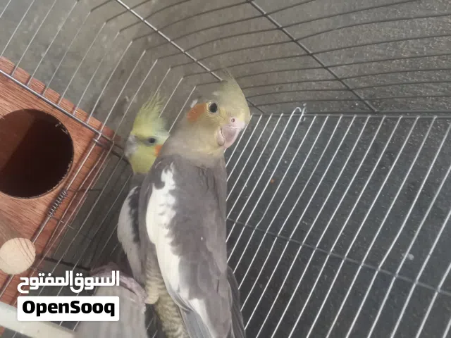 كوبية كوكتيل الله يبارك للبيع او تبديل