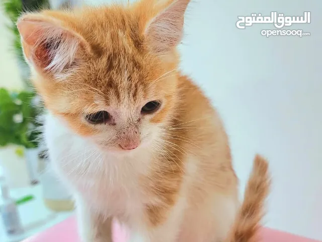 Kittens: FREE adoption. 10 weeks old